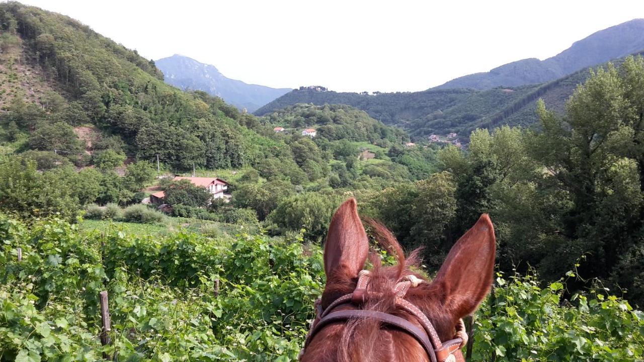 Cantina Del Casale Tramonti Εξωτερικό φωτογραφία